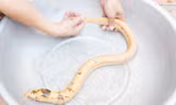 Toàn thân lươn màu vàng óng, trên đầu và cổ có hoa văn màu xám. Ảnh: Phúc Hưng.