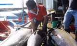 Cá ngừ đại dương hơn nửa tạ 'ngập' khoang tàu ngư dân