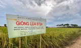 Gạo thơm ST của ông Hồ Quang Cua lọt top 4 ngon nhất thế giới