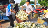 Bạn trẻ Cần Thơ 'giải cứu' ổi giúp nhà nông Sóc Trăng
