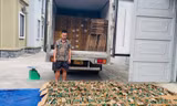 Thu giữ 5,3 tấn chân gà rút xương không rõ nguồn gốc tại Tuyên Quang