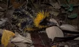 Hemicentetes semispinosus.