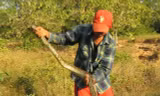 Clip: Nam thanh niên trổ tài bắt sống trăn trong ‘chớp mắt’