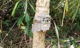 Lâm Đồng đặt 3 bẫy camera thu thập hình ảnh thú hoang dã nghi hổ 