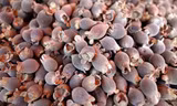 Mua tại đảo, giá sim Phú Quốc là 50.000 đồng/kg, nhưng khi về đến Hà Nội, loại quả này được bán với mức 100.000 - 120.000 đồng/kg