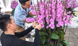 Cắm hoa lan thuê dịp Tết, bỏ túi cả triệu đồng một ngày ở Hà Nội
