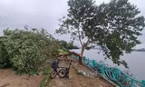 Công an xác minh vụ 'cây cô đơn' ở hồ Tây bị chặt phá