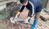 Nghĩa địa chim trời ở Hà Nội - nơi 'xử tử' hàng trăm con chim mỗi ngày
