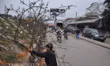 Những cành lê rừng được anh Trường tuyển chọn mua từ các xã, huyện vùng núi của tỉnh Lạng Sơn về chợ Quảng An bán từ trước rằm tháng Giêng
