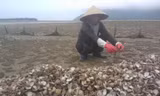 Người dân Hà Tĩnh cho biết hiện tượng ngao chết diễn ra trong nhiều ngày qua. Đến nay, đa phần số ngao nuôi tại các đầm ven biển đều chết. Người dân cố thu hoạch số còn lại nhưng không có người mua. 