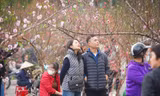 Ngày đầu kỳ nghỉ Tết Nguyên đán, người dân hồ hởi xuống phố 'săn' đào, quất