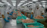Ngành cá tra đối diện nguy cơ thiếu nguyên liệu kéo dài