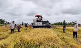 Điểm yếu nhất trong chuỗi giá trị lúa gạo là những người trồng lúa