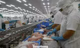 Xuất khẩu cá tra tăng mạnh