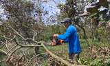 Sầu riêng, chôm chôm, vú sữa chết hàng loạt do nước xả thải nuôi lươn