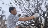Dân buôn đào quất vừa ăn 'quả đắng' vụ Tết 