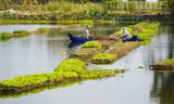 Chuyện lạ Long An, trồng rau tốt um trên bèo lục bình nổi trên sông, Tây Ninh đang muốn làm theo