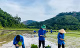 'Áo xanh' miền núi xứ Nghệ cấy lúa giúp gia đình thương binh, liệt sĩ