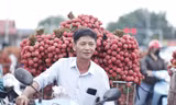 Doanh nghiệp FDI mua hàng chục tấn vải thiều/ngày. Ảnh: Nguyễn Thắng