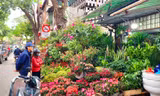 Hà Nội: Chợ hoa, cây cảnh Hoàng Hoa Thám rực rỡ hương xuân sắc Tết 