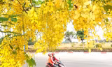 ‘Bò cạp vàng’ khoe sắc, đường phố Bình Dương đẹp như tranh
