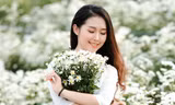 Vườn cúc họa mi hiếm hoi sống sót sau bão Yagi bung nở, khoe sắc 