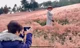 Mãn nhãn với đồi cỏ hồng Đà Lạt đẹp như cổ tích