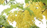 Ngắm muồng hoàng yến bung sắc vàng rực rỡ khắp phố phường Hà Nội