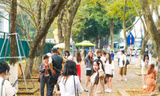 Hà Nội mùa cây thay lá, giới trẻ mê mẩn check-in với thảm lá vàng rực rỡ