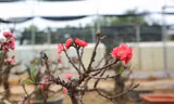 Cận cảnh đào tiến Vua 'ngủ' phòng điều hòa chờ đón Tết