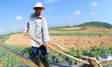 Nông dân Quảng Ngãi lại 'đánh cược' với mùa dưa mới