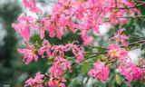 Ngắm vẻ rực rỡ đến mê mẩn lòng người của hoa mỹ nhân giữa lòng Hà Nội
