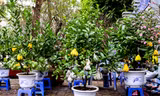 Theo người bán hàng, những cây phật thủ mini này có nguồn gốc từ Đắc Sở (Hoài Đức, Hà Nội).