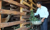 Mô hình nuôi hươu sao của gia đình ông Dụ 