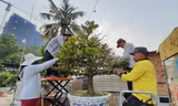 Người trồng mai đang trẩy lá để phục vụ dân chơi dịp Tết