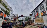 Cây xanh trong trường học đổ, 'uy hiếp' 7 người: PGĐ Sở Giáo dục nói trách nhiệm xử lý thuộc Quận 1