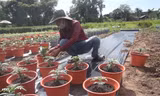 Nhà vườn TPHCM thấp thỏm vụ hoa Tết