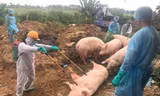 Quảng Trị bùng phát dịch tả lợn châu Phi