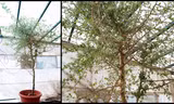 Hồi sinh cây được đề cập trong Kinh thánh từ hạt giống bí ẩn 1.000 năm tuổi 