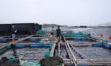 Dân nuôi tôm hùm điêu đứng vì 20 tỷ đồng 'không cánh mà bay'