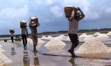 Cật lực thu hoạch muối