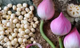Dùng hạt sen chữa mất ngủ, cần lưu ý những đại kỵ sau