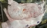 Lùm xùm thực phẩm C.P: Quy trình xử lý heo bệnh như thế nào? 