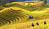Choáng ngợp vẻ đẹp ruộng bậc thang Mù Cang Chải mùa lúa chín