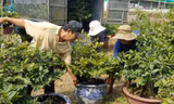 Nhà vườn Thủ Đức vận chuyển mai tết tung ra thị trường