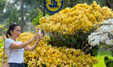 Đi chơi lễ, người dân 'tậu' được hoa lan đẹp, giá rẻ bất ngờ