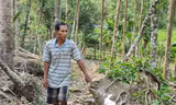 Ông Hồ Văn Đơn bên một cây dó hơn 20 năm tuổi bị bão xô bật gốc 