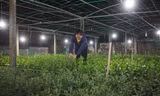 Tranh thủ buổi tối, bà Trần Thị Vân ( xã Nghi Hoa, huyện Nghi Lộc, tỉnh Nghệ An) ra vườn chăm sóc hoa Tết