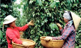 Người dân Chư Sê, Gia Lai thu hoạch tiêu