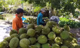 Sầu riêng sẽ là nông sản xuất khẩu mang lại kim ngạch lớn khi Trung Quốc mở cửa. Ảnh: Cảnh Kỳ